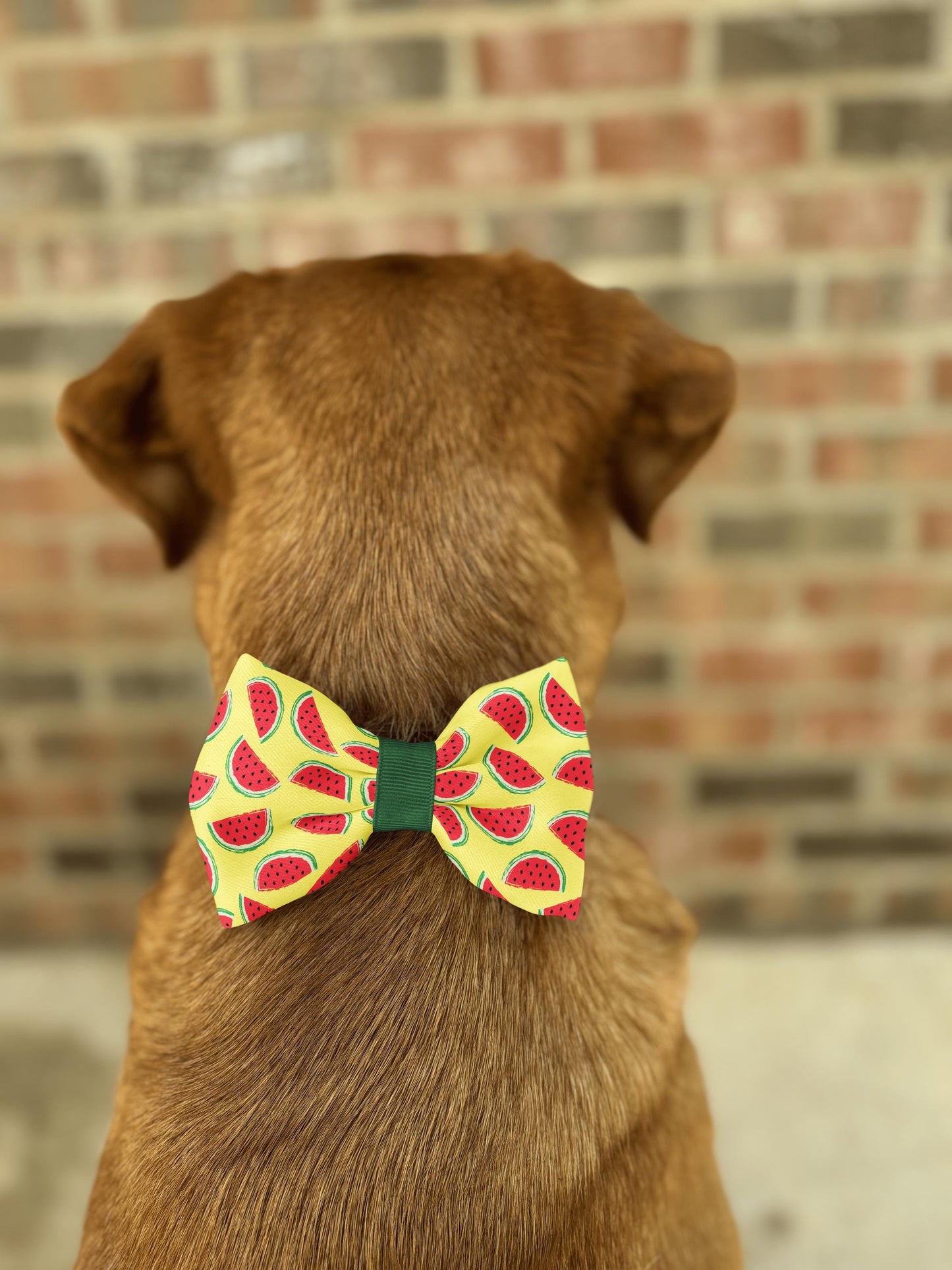 Watermelon Dog Bow Tie • Bright Yellow Background with Watermelon Slices • Slip-On Design • Dog Bow Tie • Cat Bow Tie • Handmade