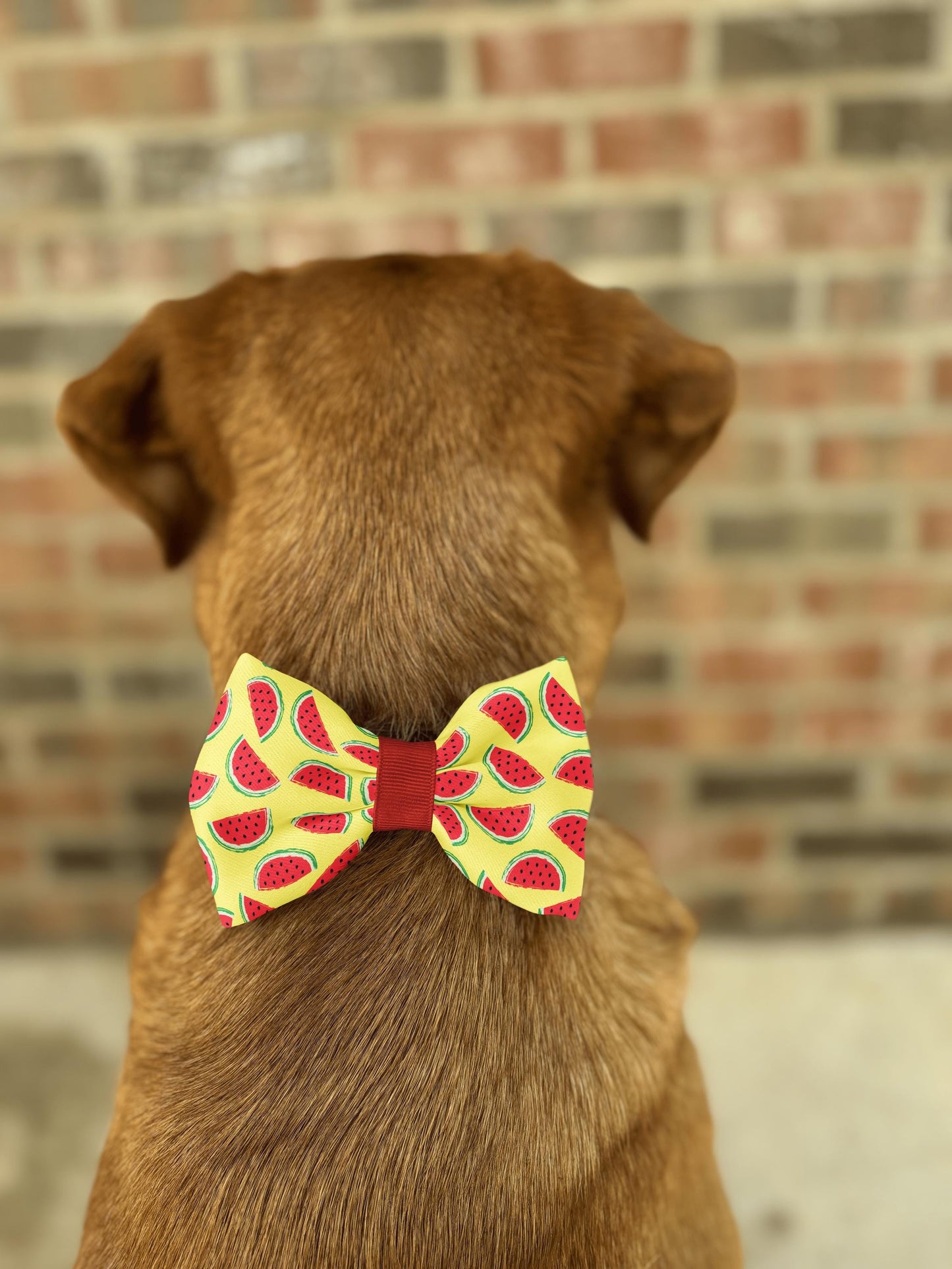 Watermelon Dog Bow Tie • Bright Yellow Background with Watermelon Slices • Slip-On Design • Dog Bow Tie • Cat Bow Tie • Handmade