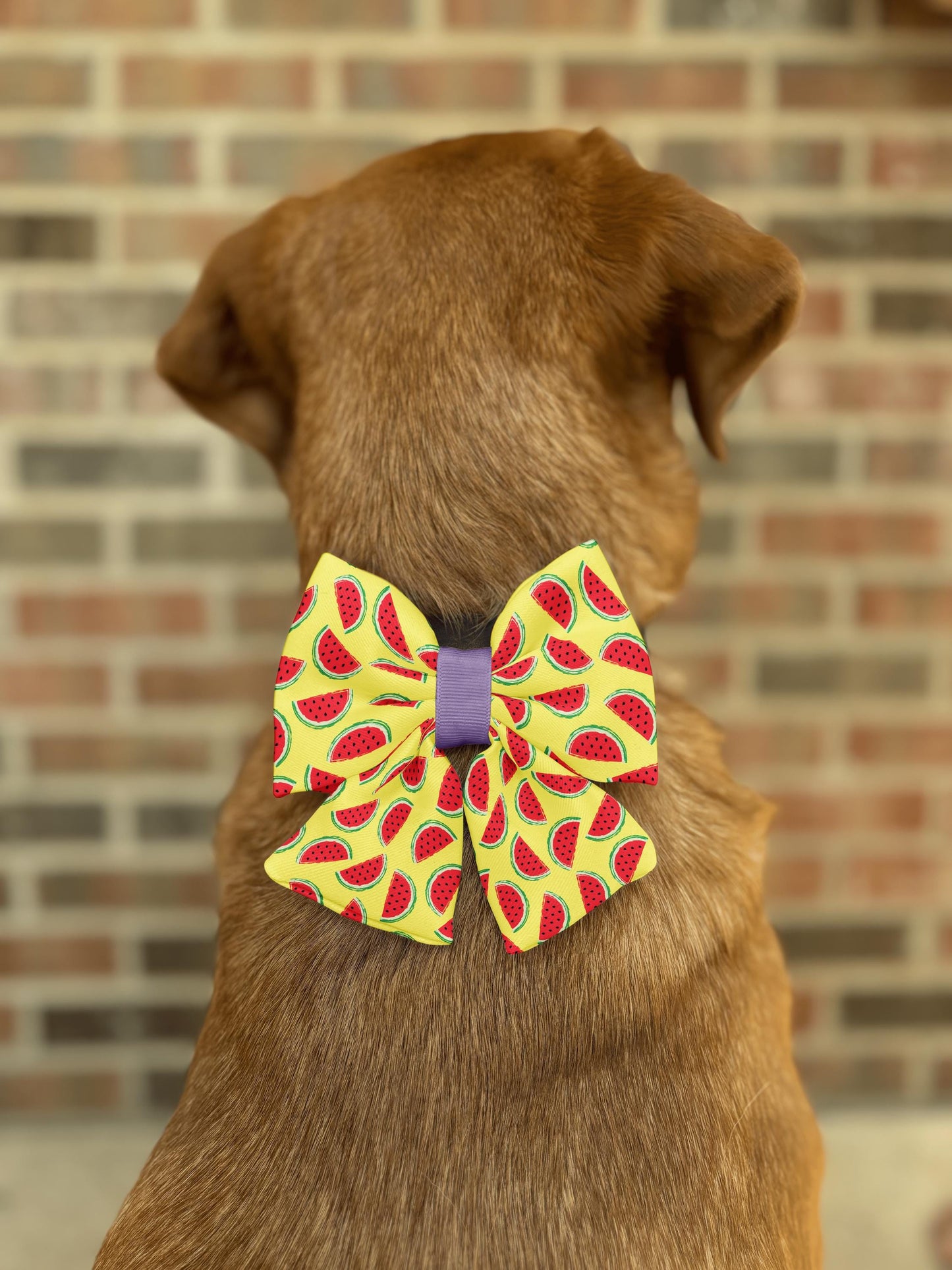 Watermelon Dog Bow Tie • Bright Yellow Background with Watermelon Slices • Slip-On Design • Dog Bow Tie • Cat Bow Tie • Handmade