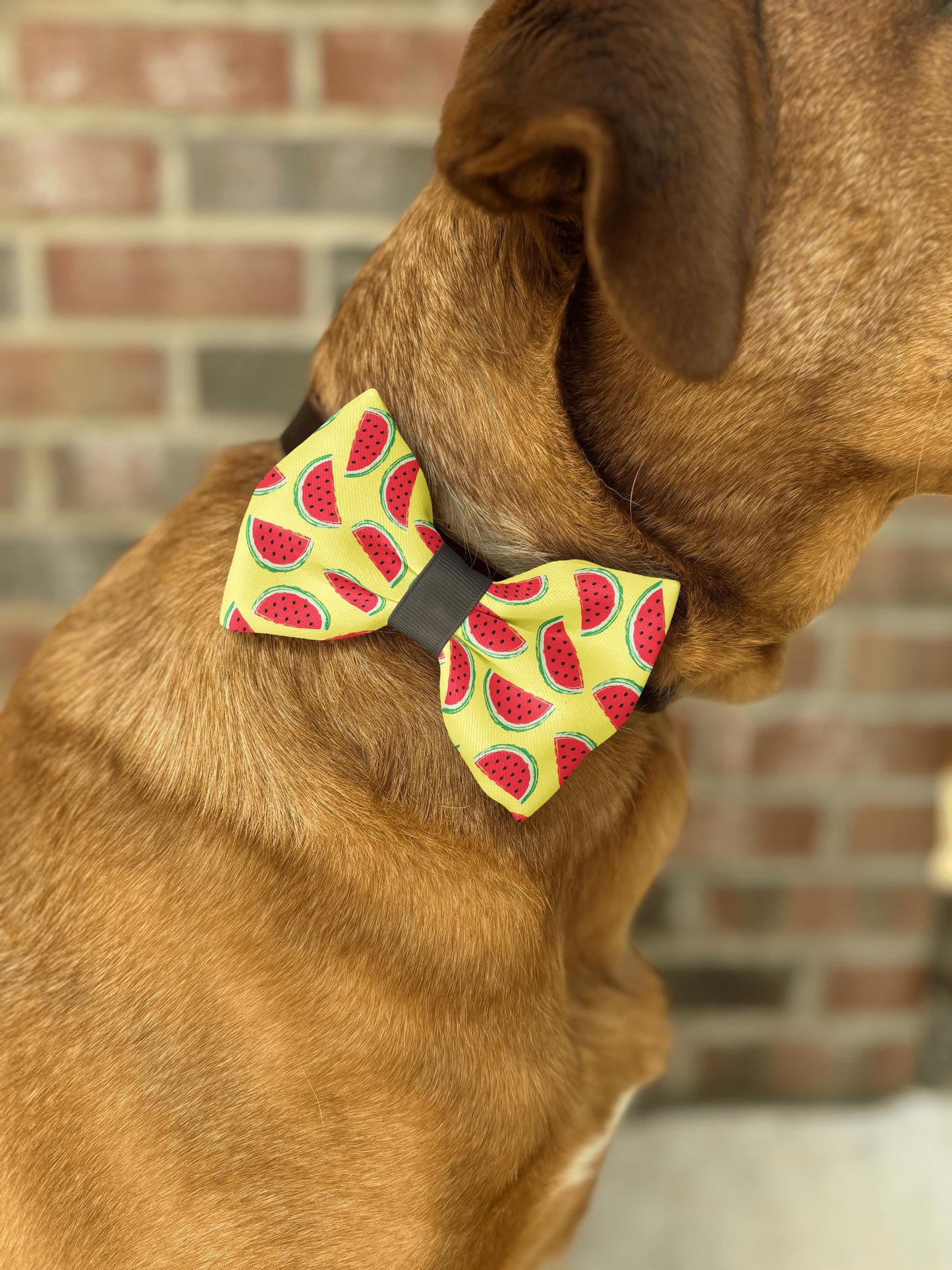 Watermelon Dog Bow Tie • Bright Yellow Background with Watermelon Slices • Slip-On Design • Dog Bow Tie • Cat Bow Tie • Handmade