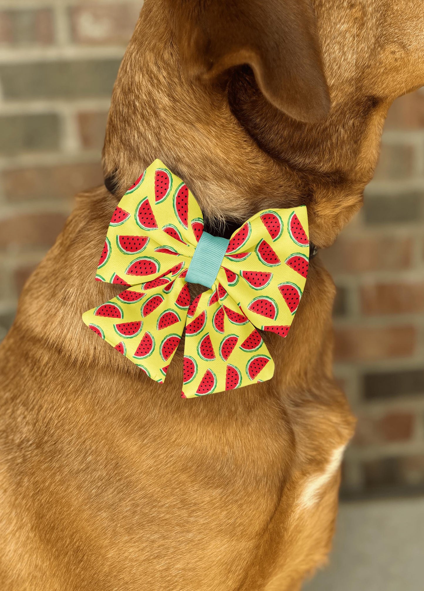 Watermelon Dog Bow Tie • Bright Yellow Background with Watermelon Slices • Slip-On Design • Dog Bow Tie • Cat Bow Tie • Handmade
