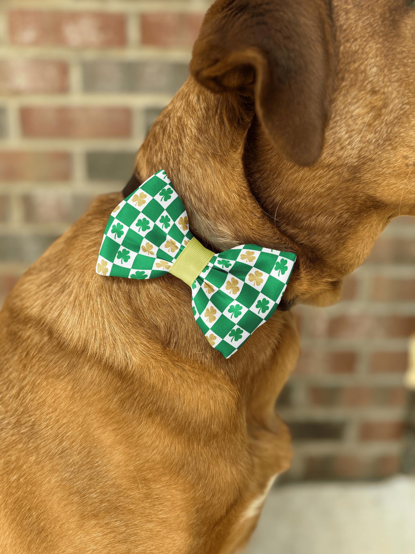 Shamrock Checkers Bow Tie • St. Patrick's Day Green Checkers and Gold Glitter Shamrocks • Dog Bow Tie • Cat Bow Tie • Handmade