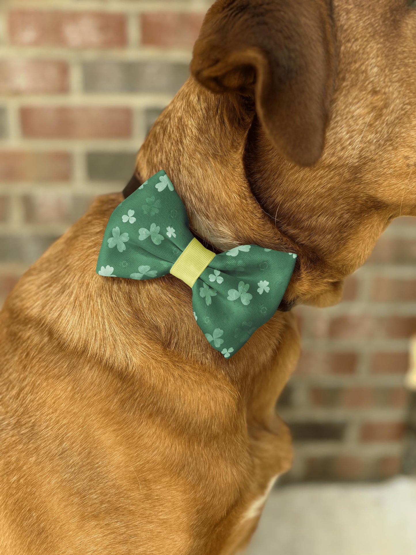 Clover Forest Bow Tie • St. Patrick's Day Shamrocks • Dog Bow Tie • Cat Bow Tie • Handmade